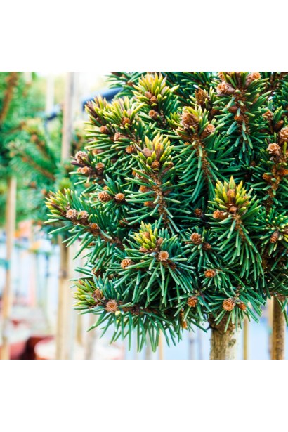 Ялина європейська Aurea WB на штамбі 